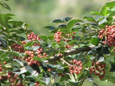 楚雄花椒种植基地供应量9吨