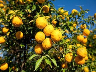 楚雄香橼种植基地供应量7吨