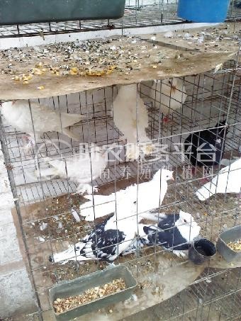红河鸽子养殖基地 供应量1500只图4