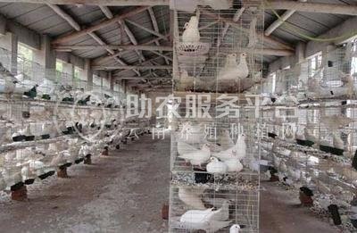 红河鸽子养殖基地 供应量1500只图2