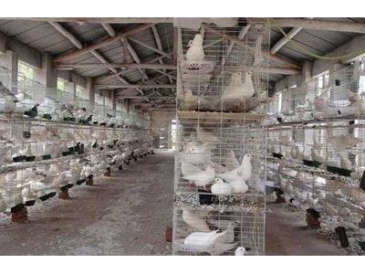 红河鸽子养殖基地 供应量1500只图2