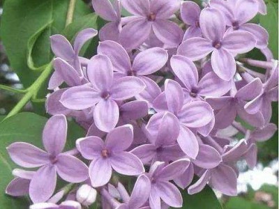 大理丁香种植基地供应5000株图2