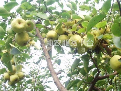 楚雄梨种植基地供应量8吨图1