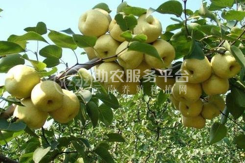 楚雄梨种植基地供应量8吨图2