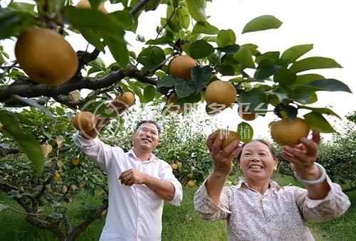 楚雄梨种植基地供应量8吨图3