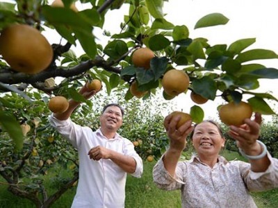 楚雄梨种植基地供应量8吨图3