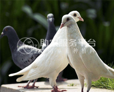 红河鸽子养殖基地 供应量1500只图7