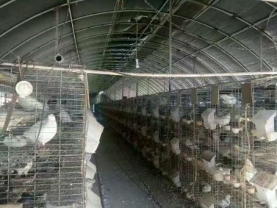 红河鸽子养殖基地 供应量1500只图8