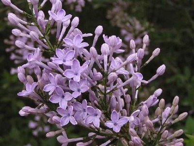 大理丁香种植基地供应5000株图5
