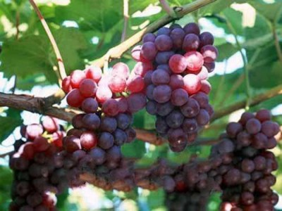 楚雄葡萄种植基地供应量5吨图3