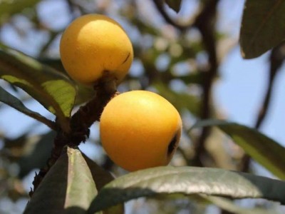 红河子旧枇杷种植基地 供应量4吨图7