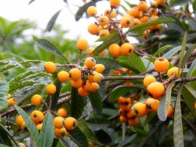 红河子旧枇杷种植基地 供应量4吨