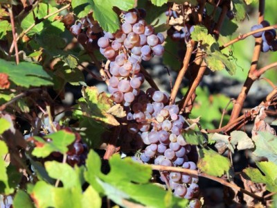红河红提种植基地 供应量10吨
