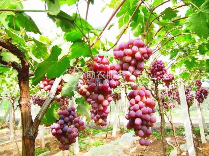 红河红提种植基地 供应量10吨图2