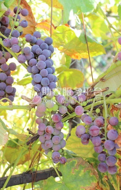 红河红提种植基地 供应量10吨图4