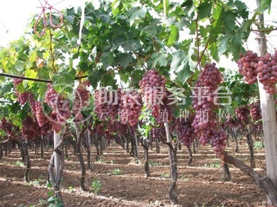 红河红提种植基地 供应量10吨图3