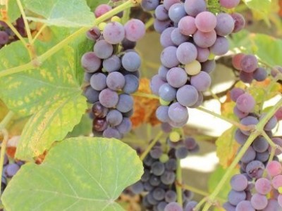 红河红提种植基地 供应量10吨图7