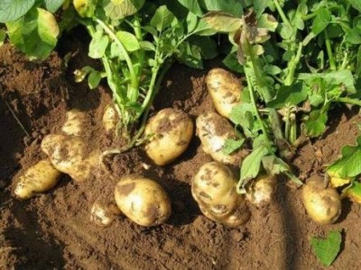 楚雄土豆种植基地供应量9吨