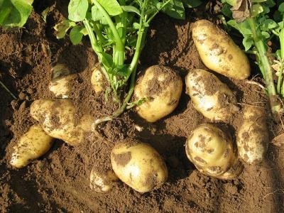 楚雄土豆种植基地供应量9吨图3