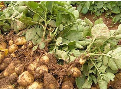楚雄土豆种植基地供应量9吨图2