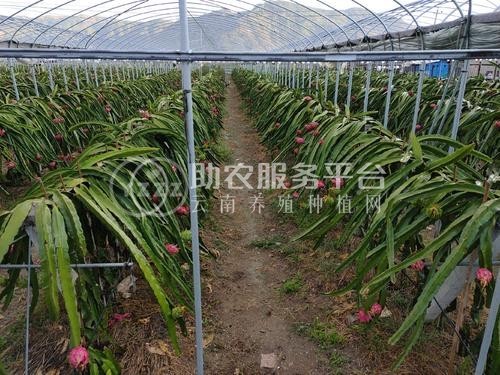 红河子旧市火龙果种植中心 供应量7吨图3
