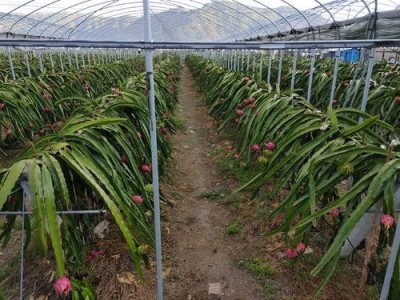 红河子旧市火龙果种植中心 供应量7吨图3