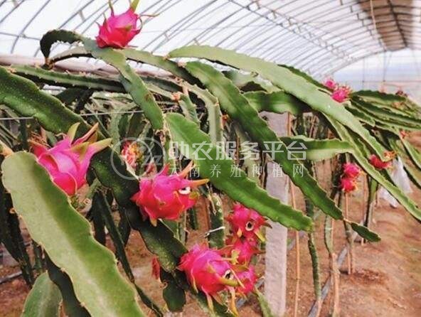 红河子旧市火龙果种植中心 供应量7吨图5