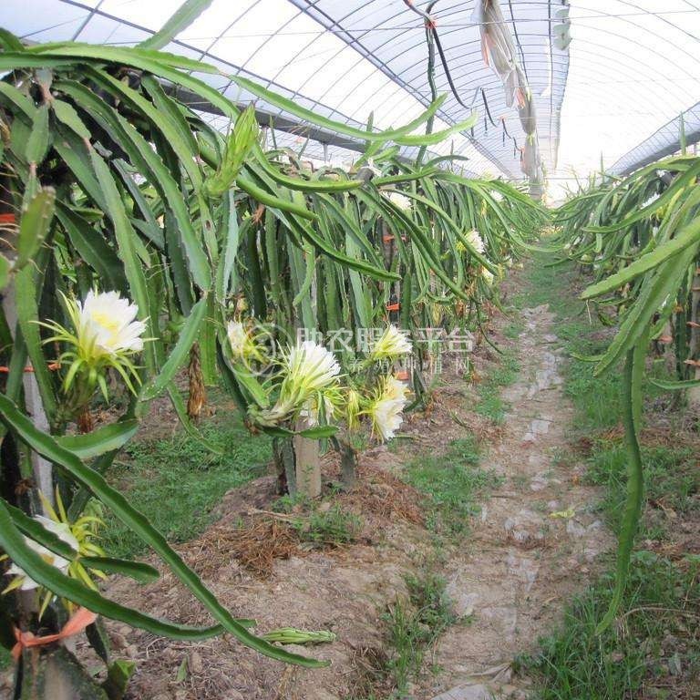 红河子旧市火龙果种植中心 供应量7吨图6