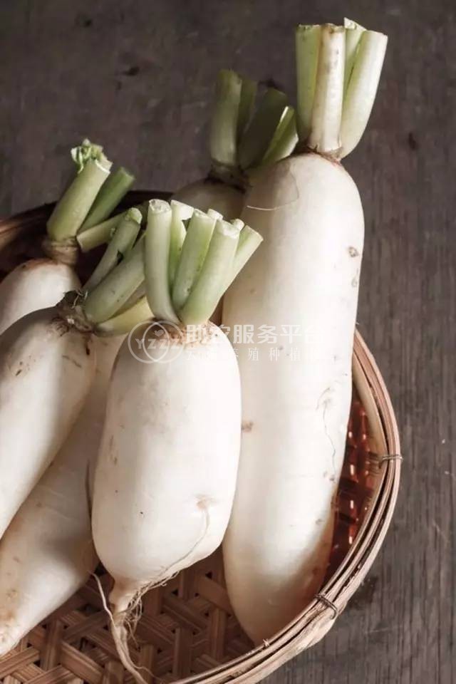 红河大白萝卜种殖基地 供应量8吨图4