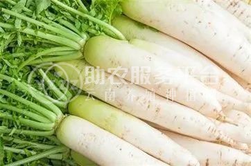红河大白萝卜种殖基地 供应量8吨图2
