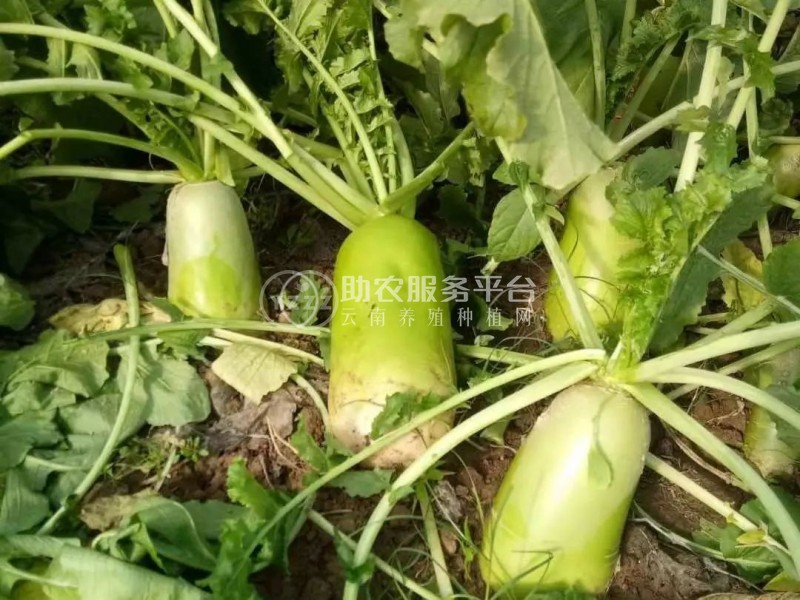 红河大白萝卜种殖基地 供应量8吨图5