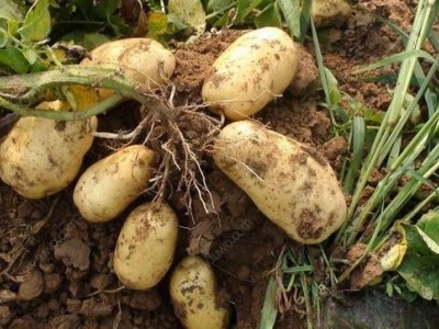 楚雄马铃薯种植基地供应量9吨图2