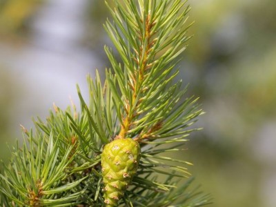 大理松树种植基地供应1万株