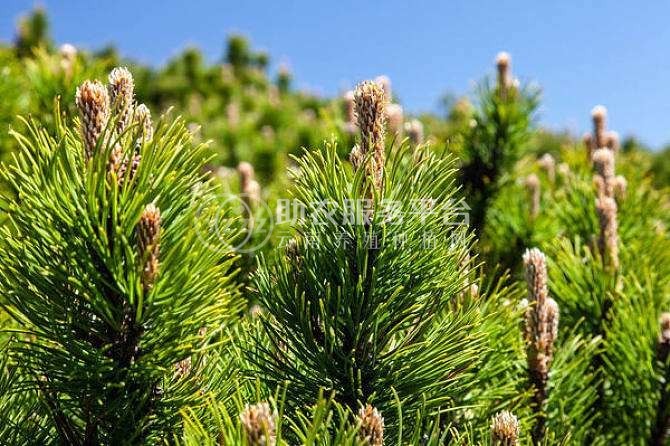 红河洛恩松树种植中心 供应量3万根图8