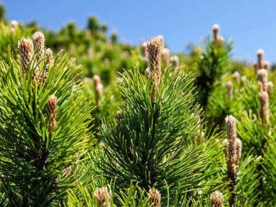 大理松树种植基地供应1万株图2