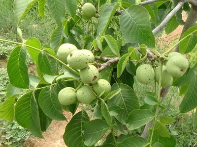 楚雄核桃种植基地供应量8吨