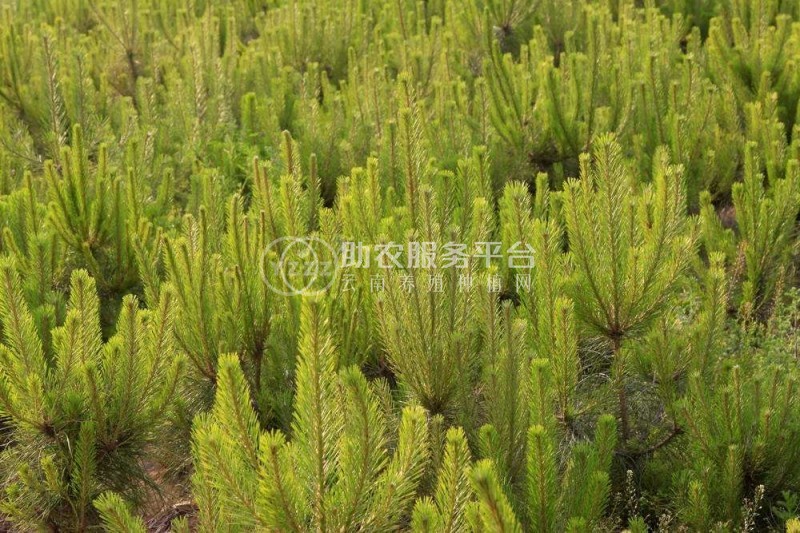 红河洛恩松树种植中心 供应量3万根图1
