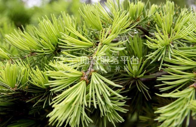 红河洛恩松树种植中心 供应量3万根图2