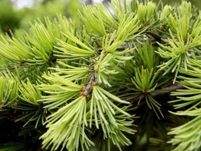 大理松树种植基地供应1万株图4