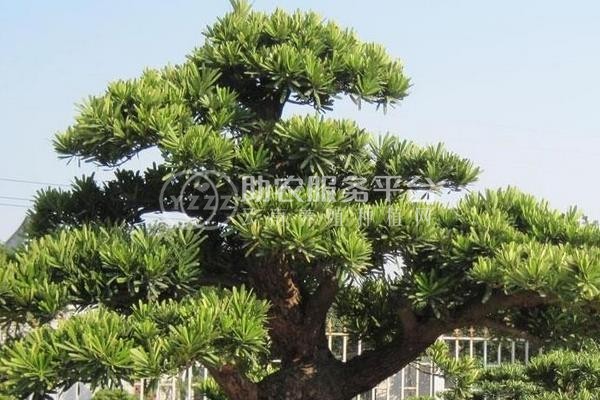 红河洛恩松树种植中心 供应量3万根图6