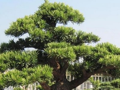大理松树种植基地供应1万株图5