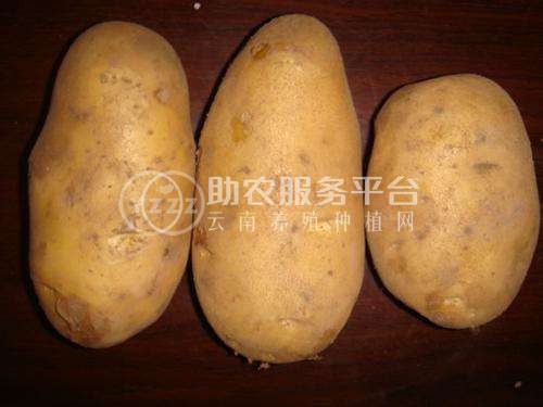 红河迤萨镇土豆种植中心 供应量15吨图2