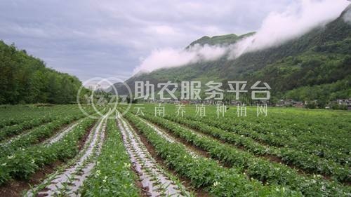红河迤萨镇土豆种植中心 供应量15吨图7