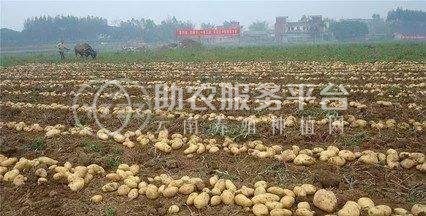 红河迤萨镇土豆种植中心 供应量15吨图6