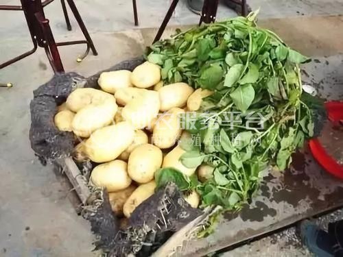 红河迤萨镇土豆种植中心 供应量15吨图5