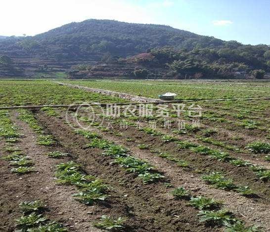 红河迤萨镇土豆种植中心 供应量15吨图4