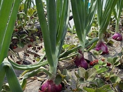 红河浪堤洋葱种殖基地 供应量10吨