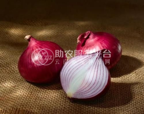 红河浪堤洋葱种殖基地 供应量10吨图7