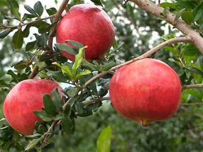 红河三村石榴种植基地 供应量15吨图5