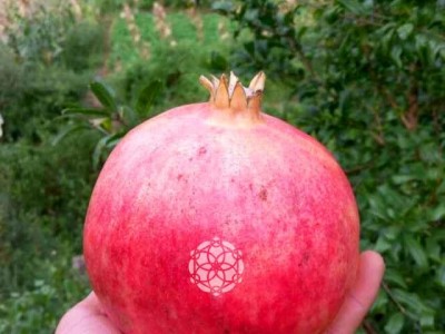 红河三村石榴种植基地 供应量15吨图4